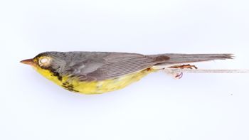 Media type: image;   Ornithology 293751 Description: Wilsonia canadensis;  Aspect: lateral